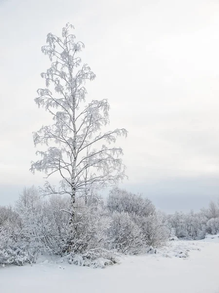Зимний облачный пейзаж с морозом на ветвях дерева — стоковое фото