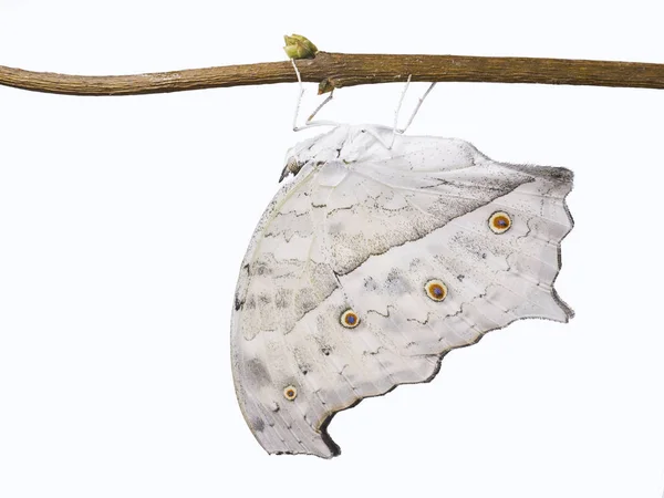숲 진주 나비, 살라미 소시지 parhassus, 흰색 절연 — 스톡 사진