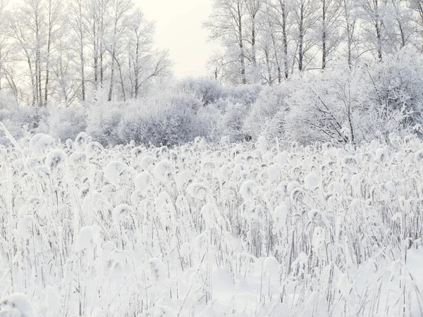 Зимний облачный ландшафт с морозом на ветвях деревьев — стоковое фото