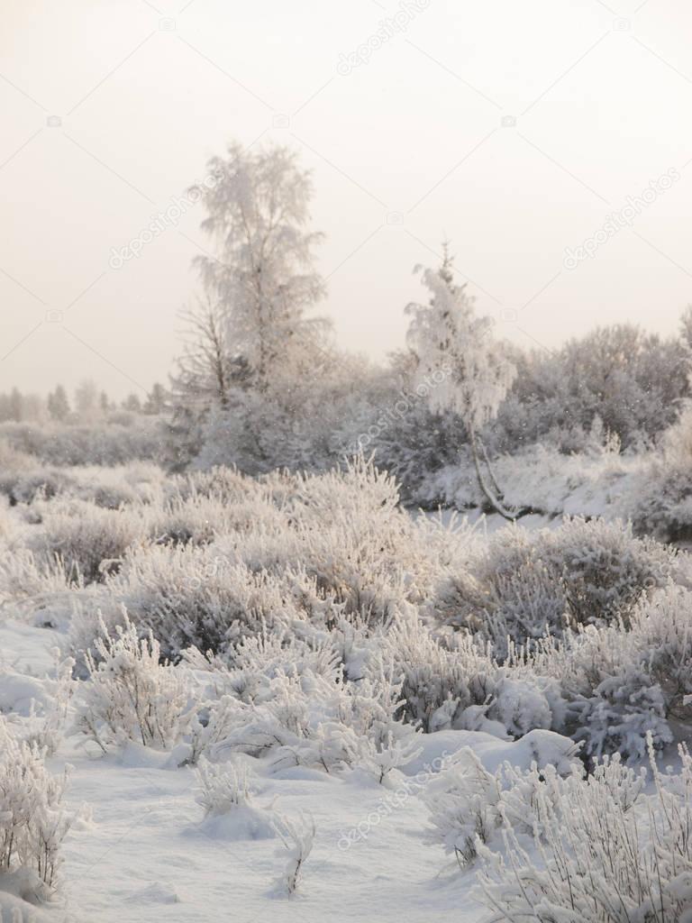 Winter cloudy landscape with frost on branches of the trees