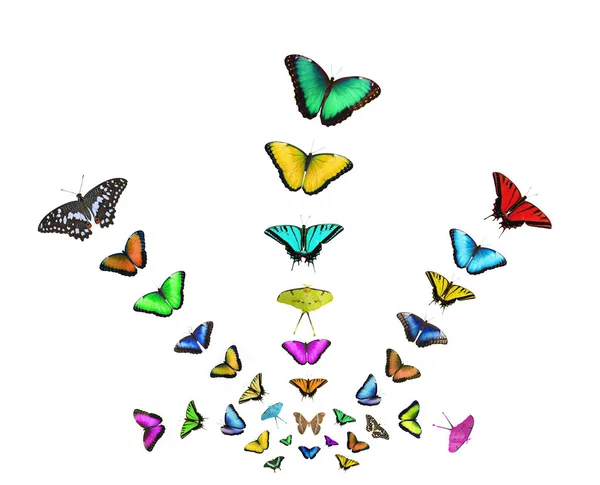 Collage fliegender Schmetterlinge in verschiedenen Farben isoliert auf weißem Hintergrund — Stockfoto