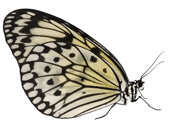 Papel cometa mariposa, Idea leuconoe, aislado sobre fondo blanco, alas cerradas — Foto de Stock