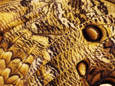 Caligo eurilochus bir orman dev baykuş kelebek kanat parçası.