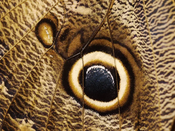 A fragment of a wing of a forest giant owl butterfly with an eye-spot — Stock Photo, Image