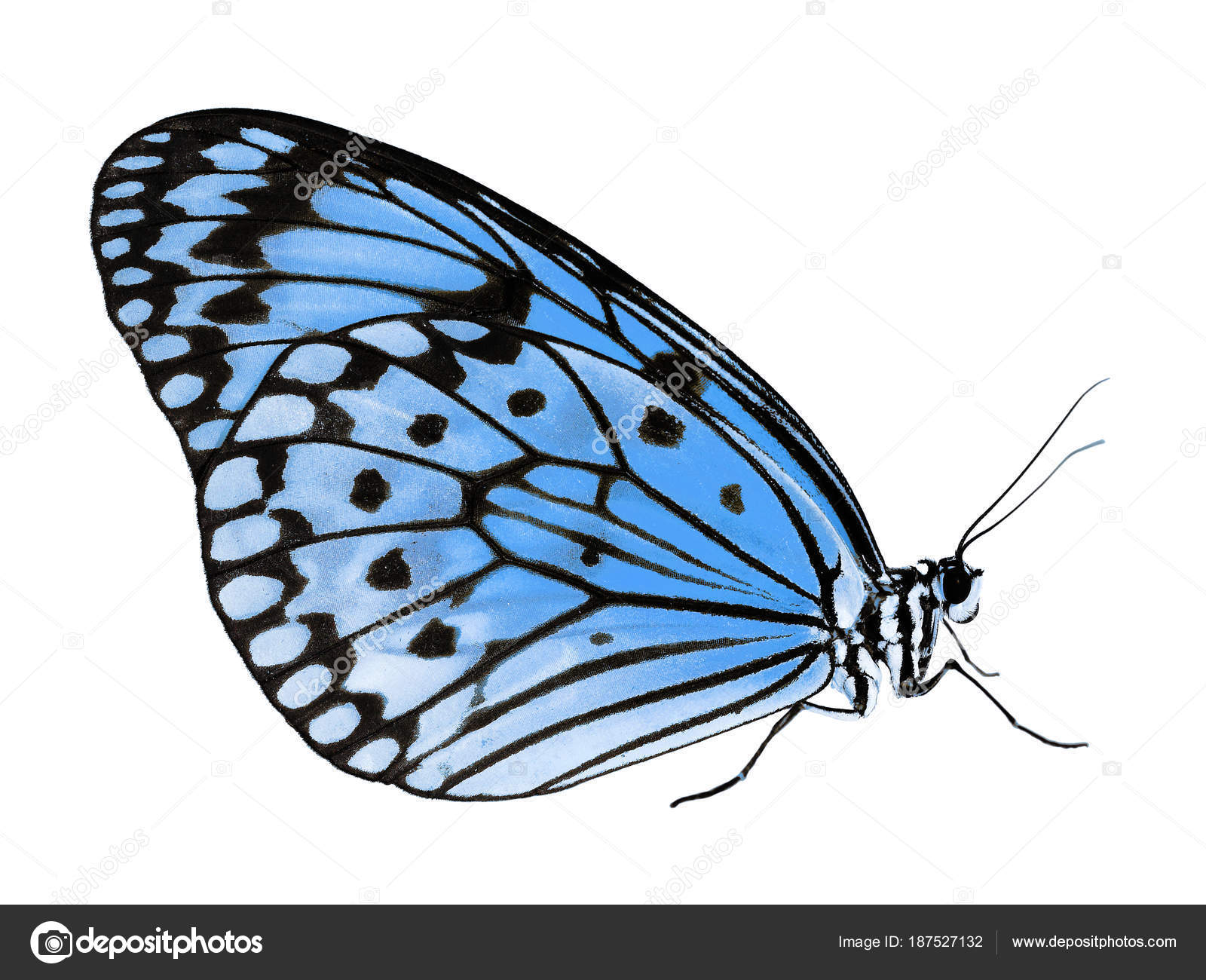 Paper kite butterfly isolated on white background, color change to blue  Stock Photo by ©Simia 187527132