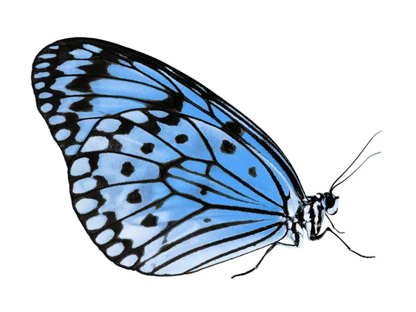 Beyaz arka plan üzerinde mavi renk değişikliği izole kağıt uçurtma kelebek