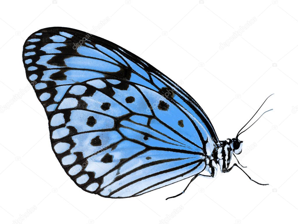 Paper kite butterfly isolated on white background, color change to blue