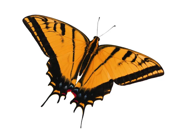 Farfalla coda forcuta a due code isolata su bianco. Cambiamento di colore in arancione — Foto Stock