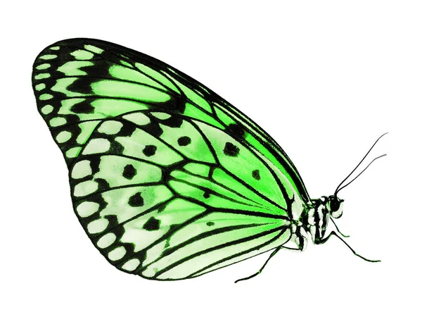 白い背景に、緑の色の変化で分離された紙凧蝶 — ストック写真