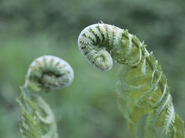 Two young sprouts of shuttlecock fern in a dialogue — Stock Photo, Image