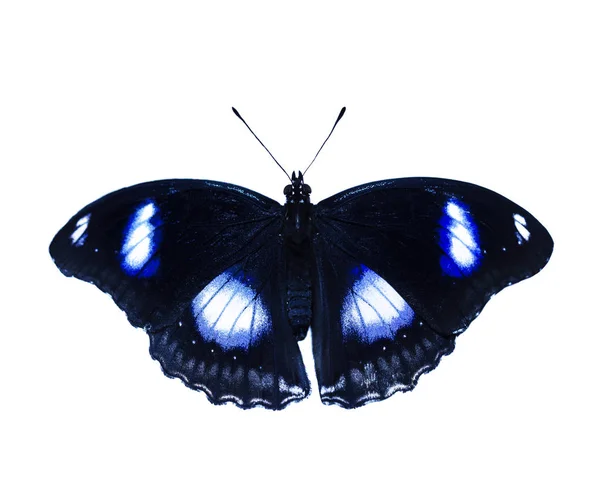 Mariposa común de la berenjena, Hypolimnas bolina, aislada sobre fondo blanco — Foto de Stock