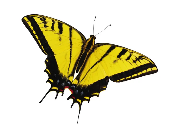 Ярко-жёлтая двуххвостая ласточковая бабочка на белом фоне . — стоковое фото
