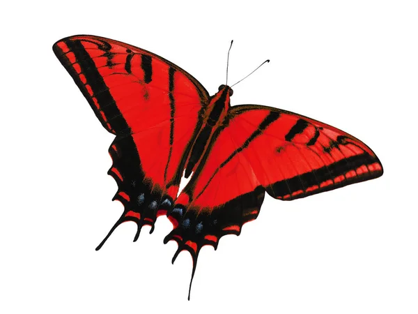 Papilio multicaudata motyl na białym tle. Zmiana koloru na czerwony — Zdjęcie stockowe
