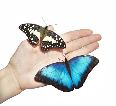 Two butterflies, yellow and blue, on girls hand isolated on white background clipart