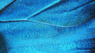 A fragment of a wing of the blue morpho butterfly, high magnification. clipart