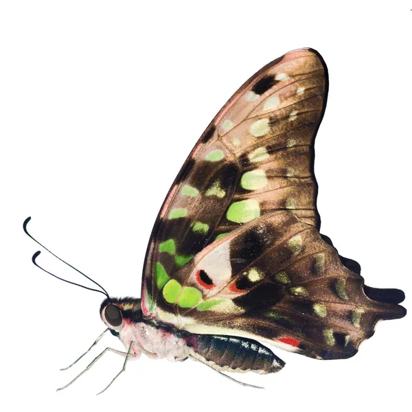 Papillon geai à queue est isolé sur fond blanc avec les ailes fermées — Photo