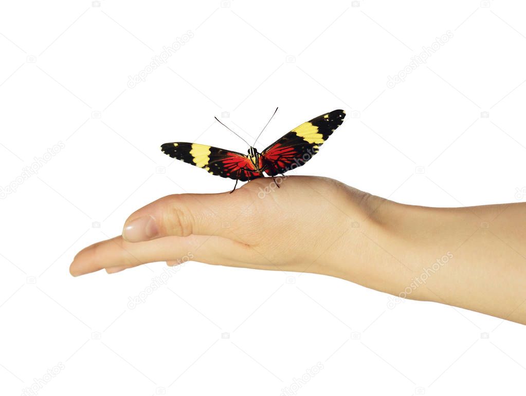 Red cracker butterfly on girls hand is isolated on white background