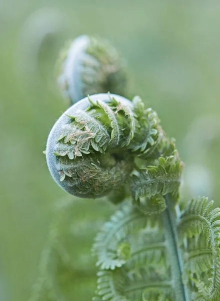 Young sprout of shuttlecock fern — Stock Photo, Image