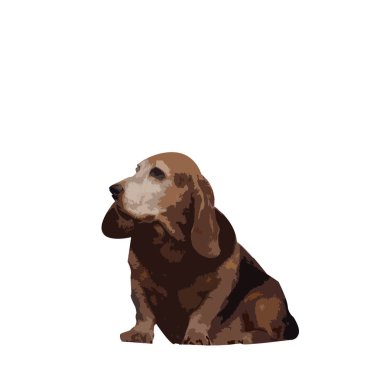 Çikolata basset hound