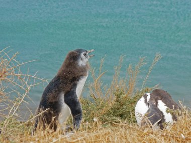 Birkaç yavru penguenler