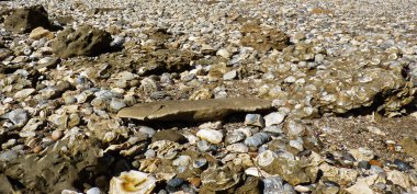 Deniz kabukları kadar yıkanmış