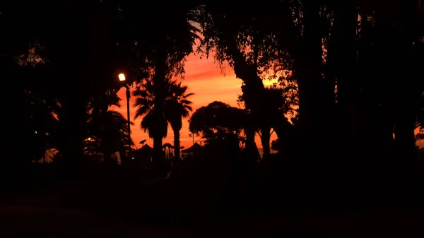 Palmen Silhouette bei Sonnenuntergang. Schöner Kontrast zwischen dem rot-orangen Himmel und den dunklen Silhouetten der Palmen. Foto aufgenommen in vina del mar, Chile — Stockfoto