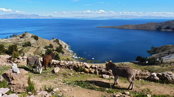 Paraíso de burros 3 burros comiendo y descansando en la parte superior de la terraza. Hermosa vista del lago Titicaca azul real. La foto fue tomada en Isla del Sol, Bolivia . — Foto de Stock