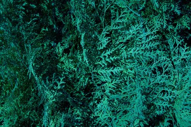 Soyut grunge yeşil arkaplan dokusu