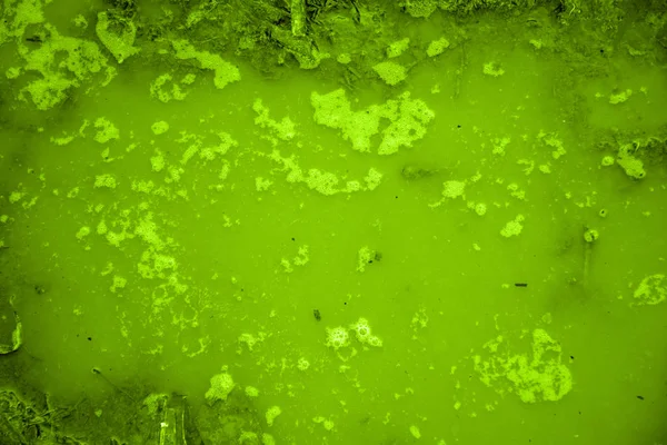 Soyut Grunge Yeşil Arkaplan Dokusu — Stok fotoğraf
