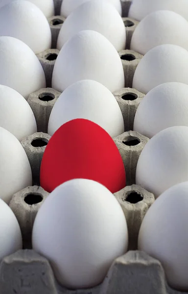 Red egg among a set of white eggs in a cardboard box.Top view.