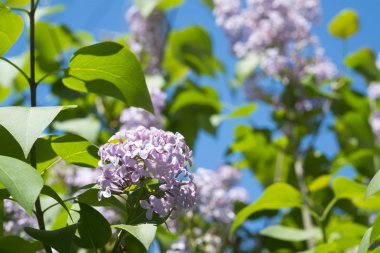 Çiçek açan leylağın bahar dalı