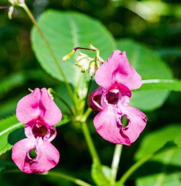 Pembe Himalaya Balsam çiçekler close-up. Himalaya Balsam çiçekler, olarak da bilinen polis memurunun kask, Bobby Tops, Gnome Cstone ya da öpücük-beni-on--dağ.