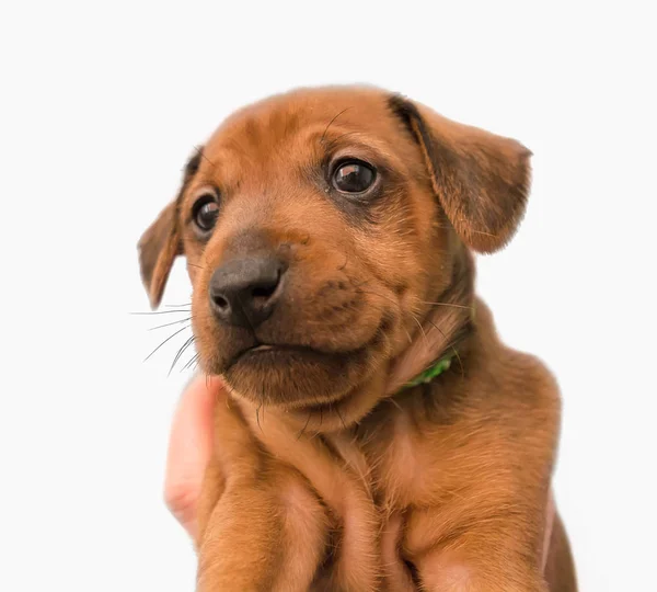 Cãozinho dourado bonito — Fotografia de Stock