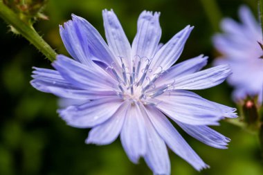 Mavi hindiba çiçek yakın çekim
