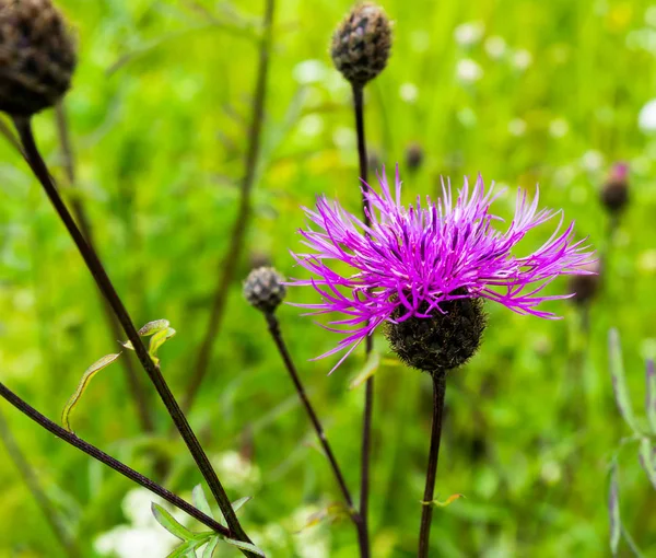 Doğal yeşil arka plan ile izole mor dağ Peygamber Çiçeği, yakın çekim