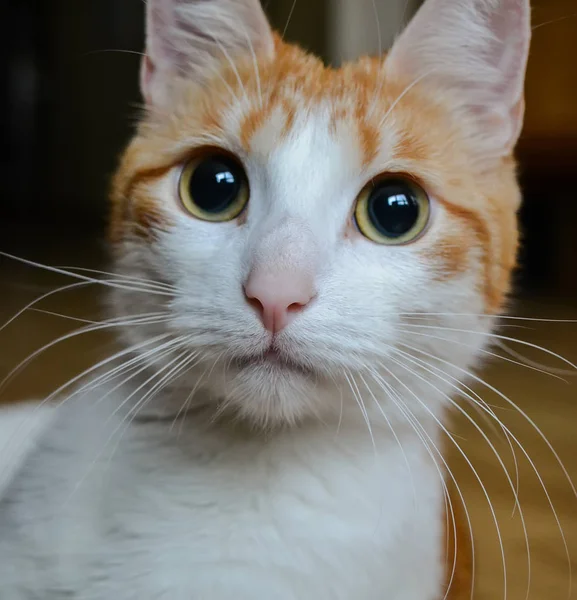 Portrait Rapproché Chat Rouge — Photo