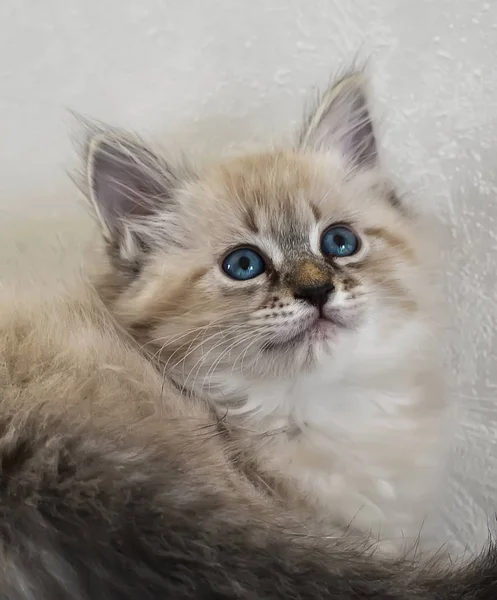 아름 다운 파란 눈 Syberian 고양이의 초상화 — 스톡 사진