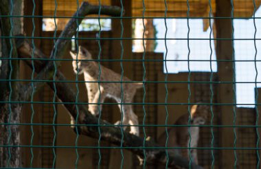 Lynx yavru kedi yavrusu parmaklıkların arkasında odaklanmamış
