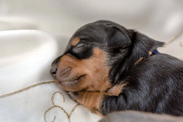 Cãozinho Pinscher Miniatura Dormindo Cama — Fotografia de Stock