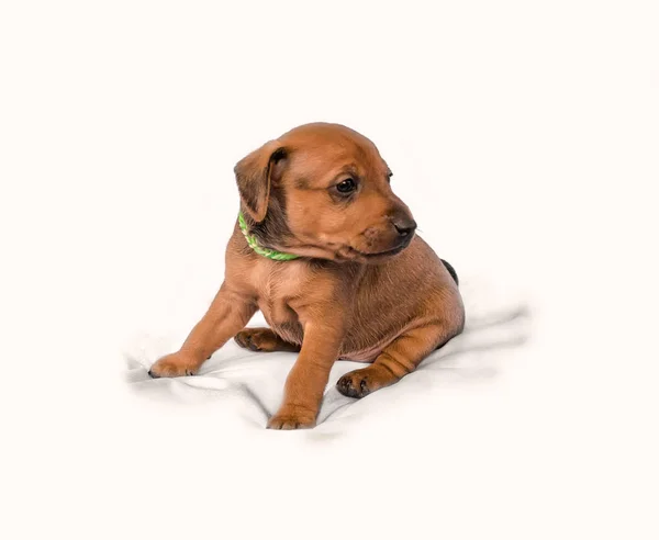 白い背景に座って、1ヶ月のミニチュア Pinscher 子犬 — ストック写真
