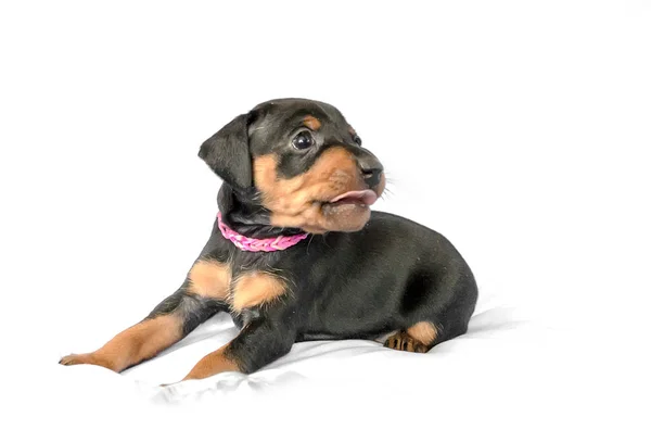 Small black and tan Miniature Pinscher puppy sits at white background — Stock Photo, Image