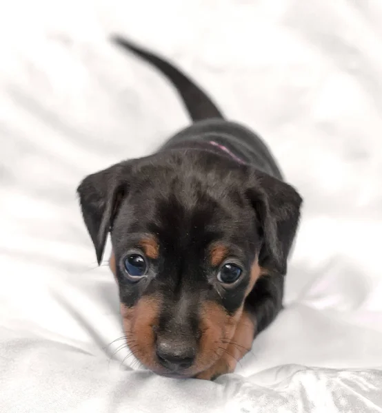 Cachorrinho Pinscher em miniatura preto, 1 mês de idade — Fotografia de Stock