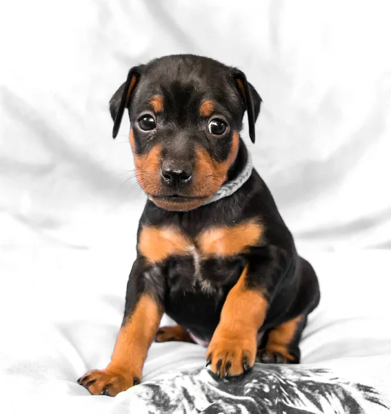 Il cucciolo Pinscher in miniatura, 1 mese — Foto Stock