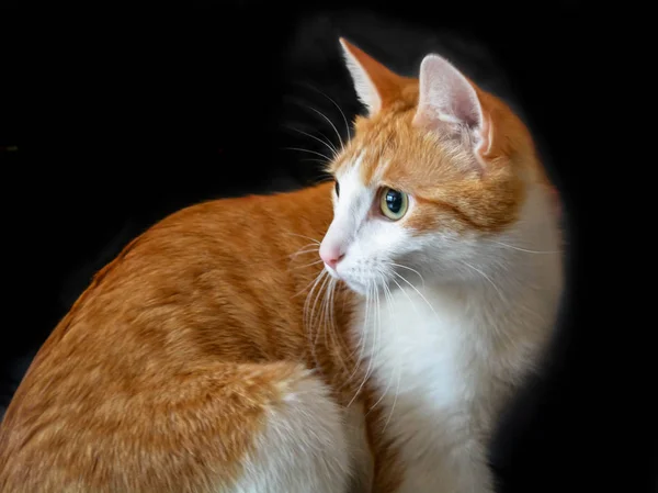 Imbir Czerwony Kot Czarnym Tle — Zdjęcie stockowe