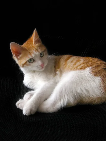 고양이 개월의 초상화 배경에 귀여운 고양이 — 스톡 사진