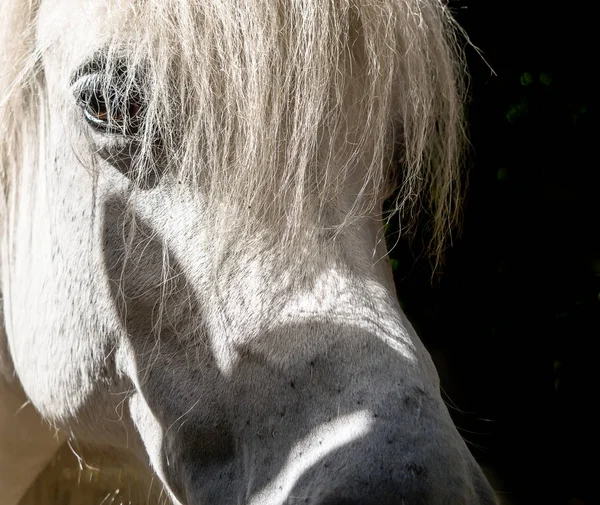 Portrait White Horse — Stock Photo, Image
