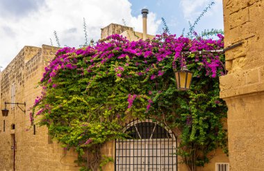 Pencere yemyeşil Bougainvillea dallarıyla kaplanmış. Kemerli pencereli Mdina mimarisi, antika fener ve sürünen bitki.