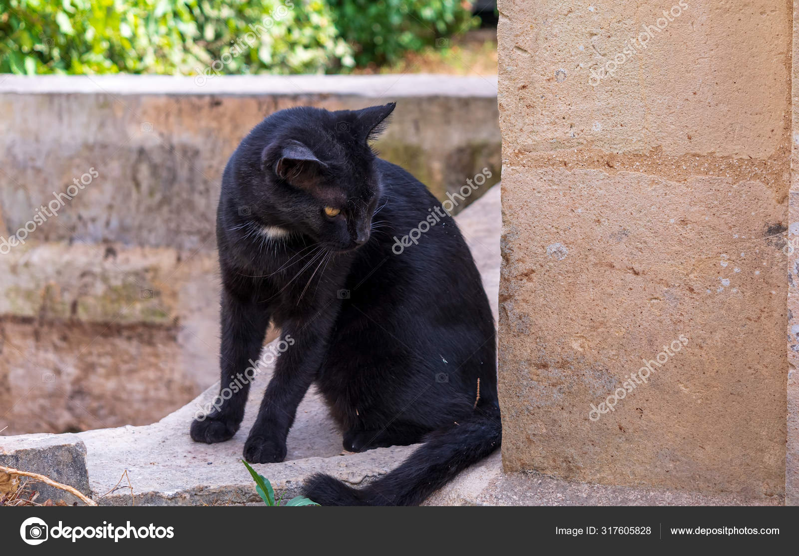maltese cats