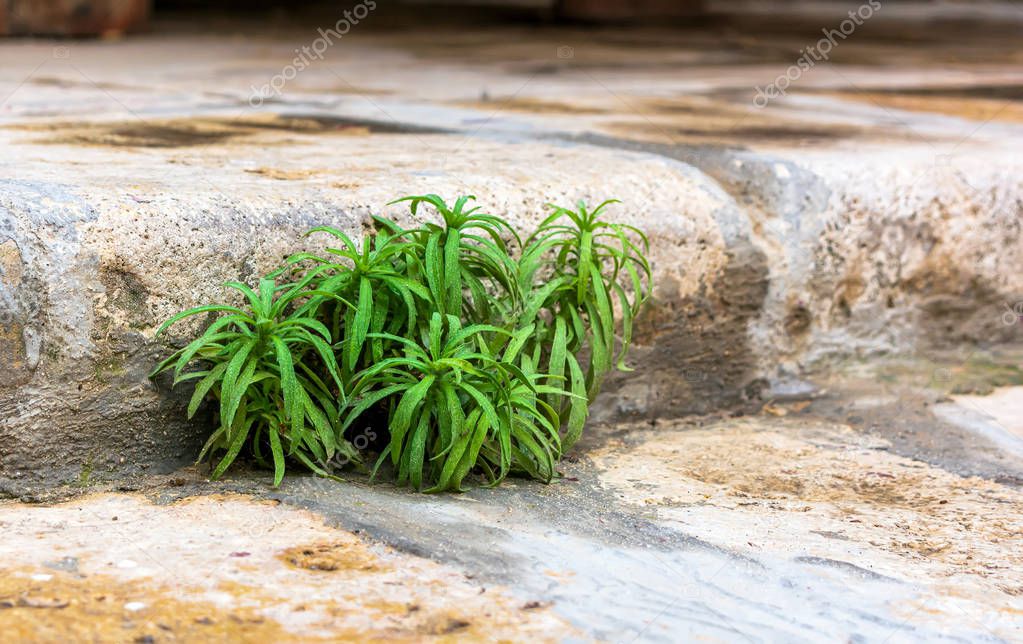 Green plant growing right from stone slabs. Zest for life.