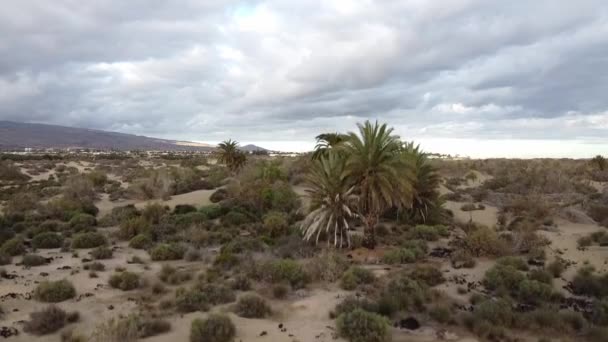 在加那利群岛的马斯帕洛马斯沙漠的沙丘上 有人从巨大的老棕榈上飞奔而上 — 图库视频影像